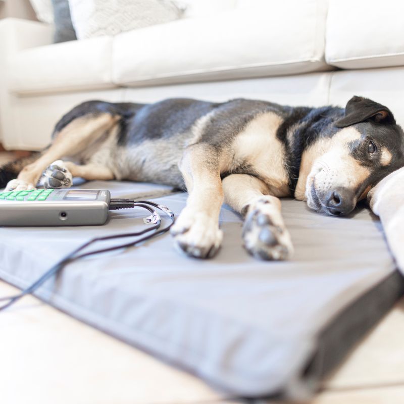 colchoneta magnetoterapia veterinaria globus