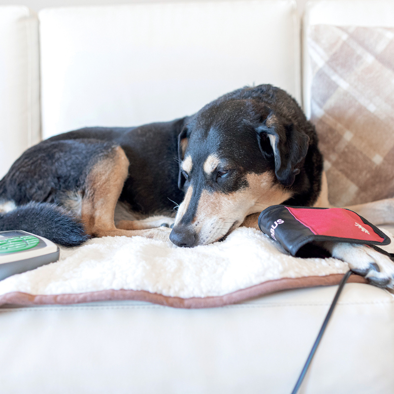 globus magneto vet 200 + solenoide flexible