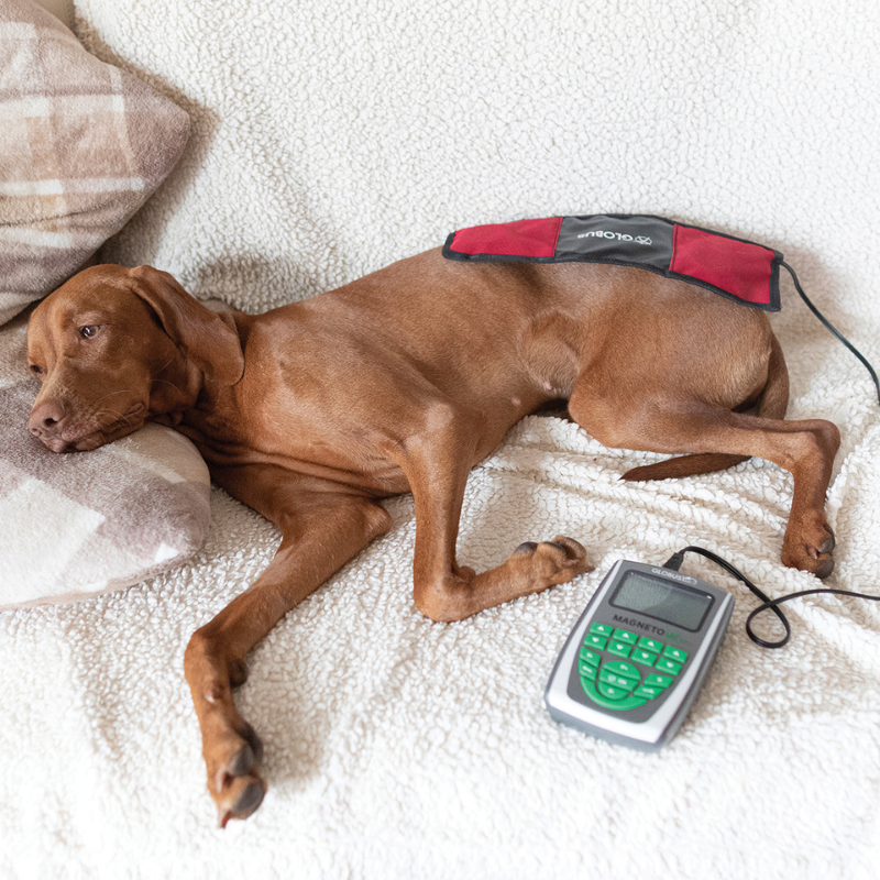 magnetovet 200 globus en uso