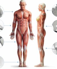 Principales áreas anatómicas de tratamiento de la electroestimulación